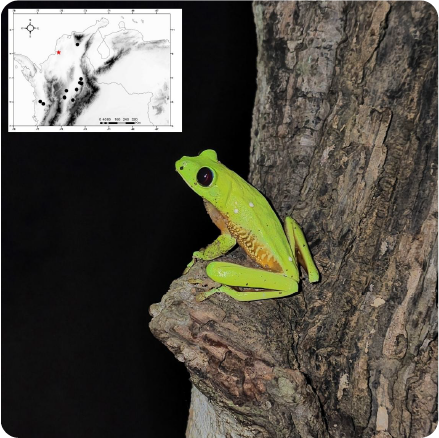 first record and distribution